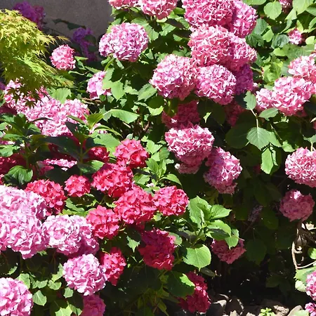 Les Hortensias * Riquewihr