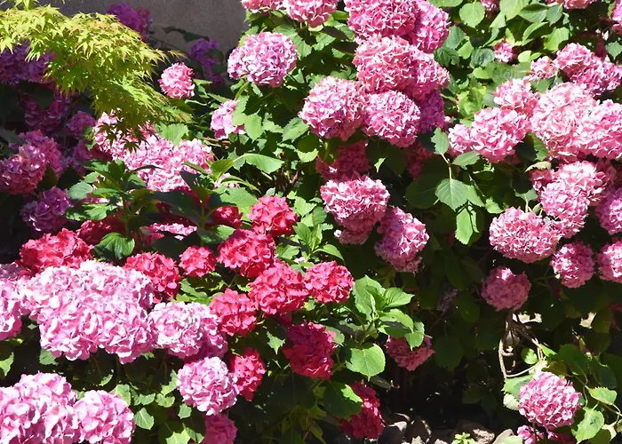 Les Hortensias * Riquewihr